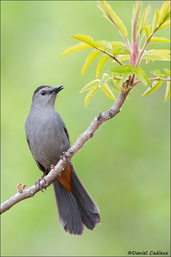 tn_Gray Catbird_7265-1.jpg